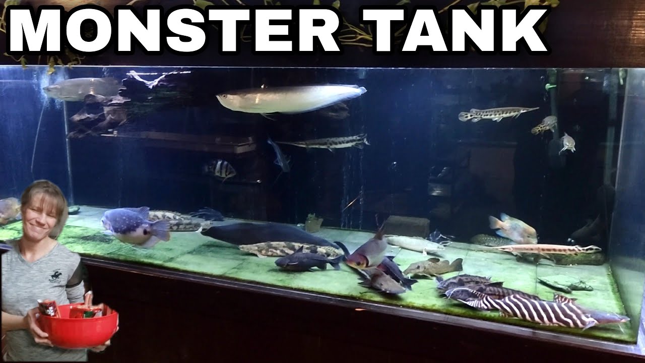 CLEANING A 1000 GALLON MONSTER FISH TANK AT OHIO FISH RESCUE