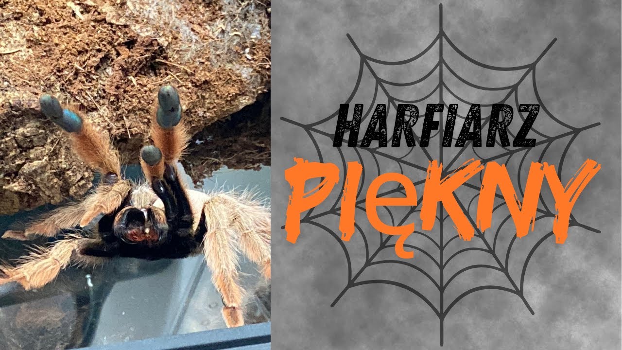 Psalmopoeus pulcher- kr&oacute;tko i na temat🙈🕷️!