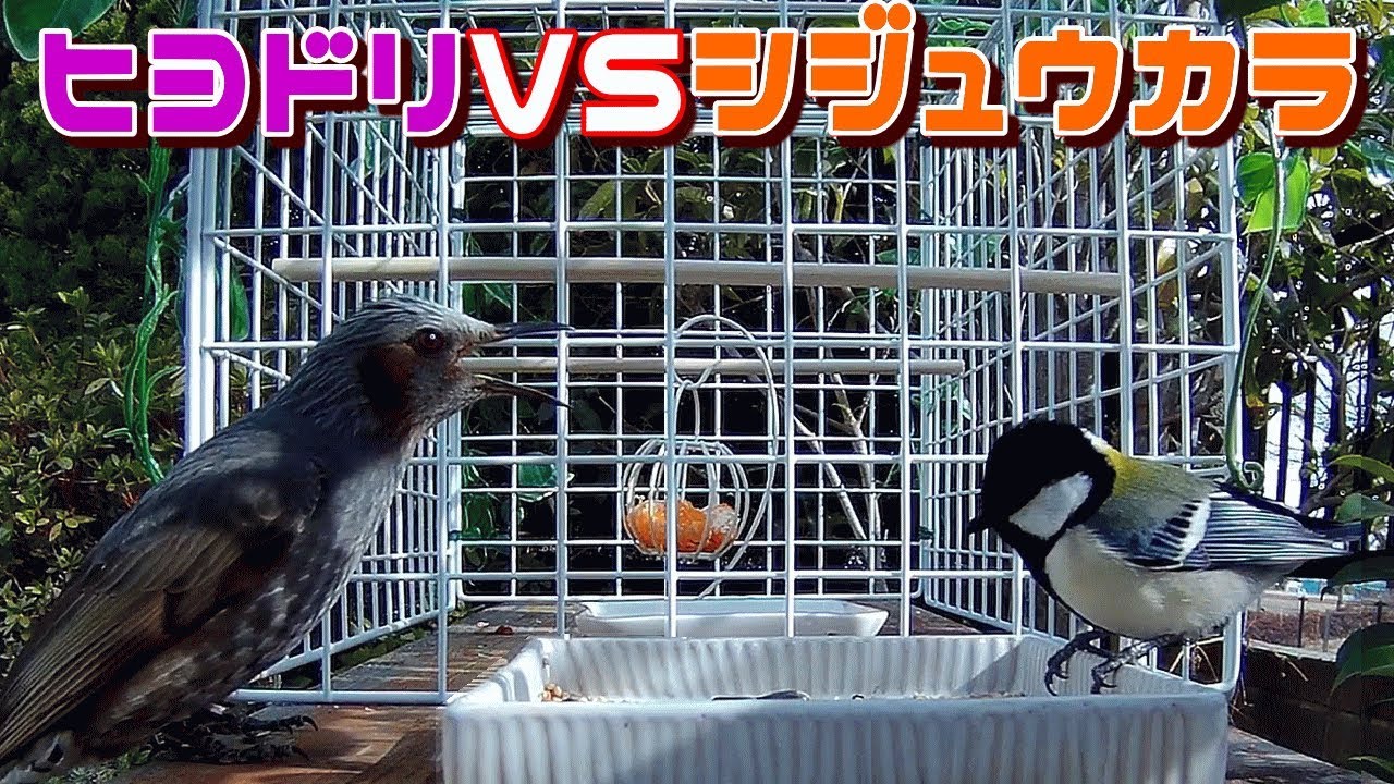 【猫と野鳥観察８】ヒヨドリ対策をしたらシジュウカラと餌場の取り合いで一触即発！？