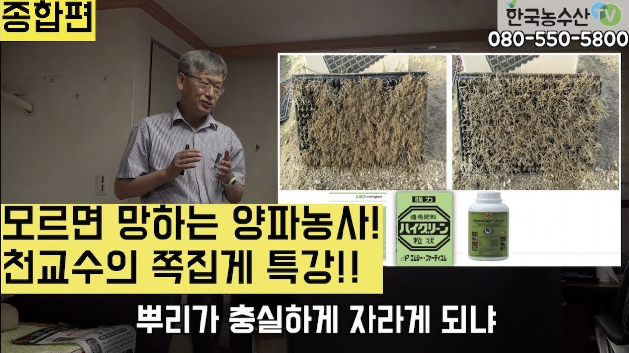 [한국농수산TV] 모르면 망하는 양파농사!! 천승주 교수의 양파모종 쪽집게 강의! 좋은모 고르기와 심는 깊이가 양파농사의 성공을 좌우한다~ 종합편