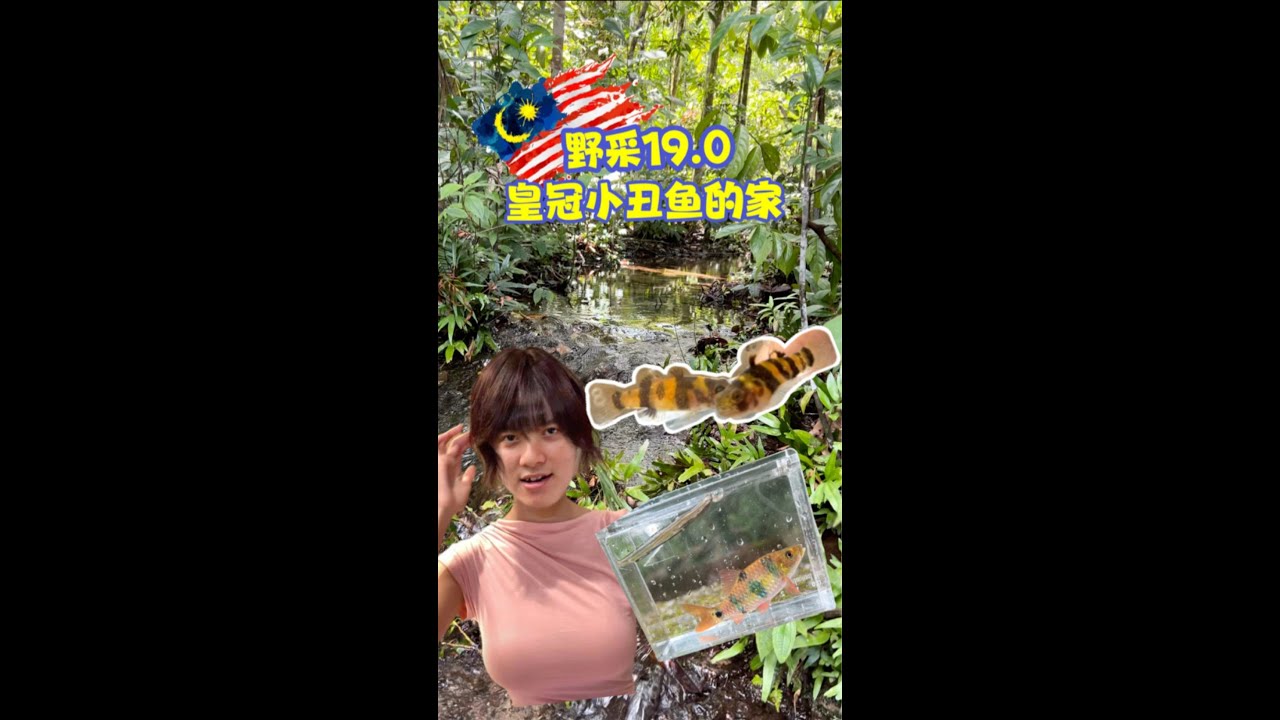 Wild Catch 19.0 绝美樱花鳅