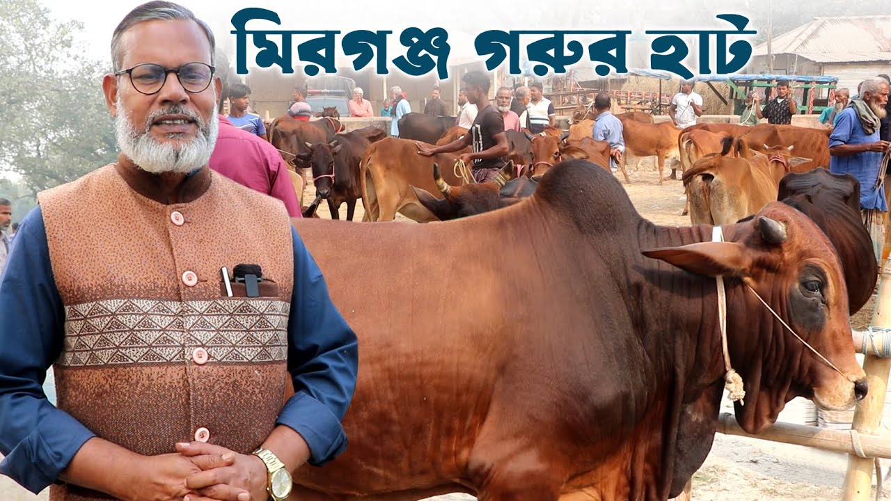 1104-আজ দেখুন মীরগঞ্জ গরু ছাগলের হাট, নীলফামারী,-র.ই মানিক।  R.I.Manik.Chitrapuri Krishichitra