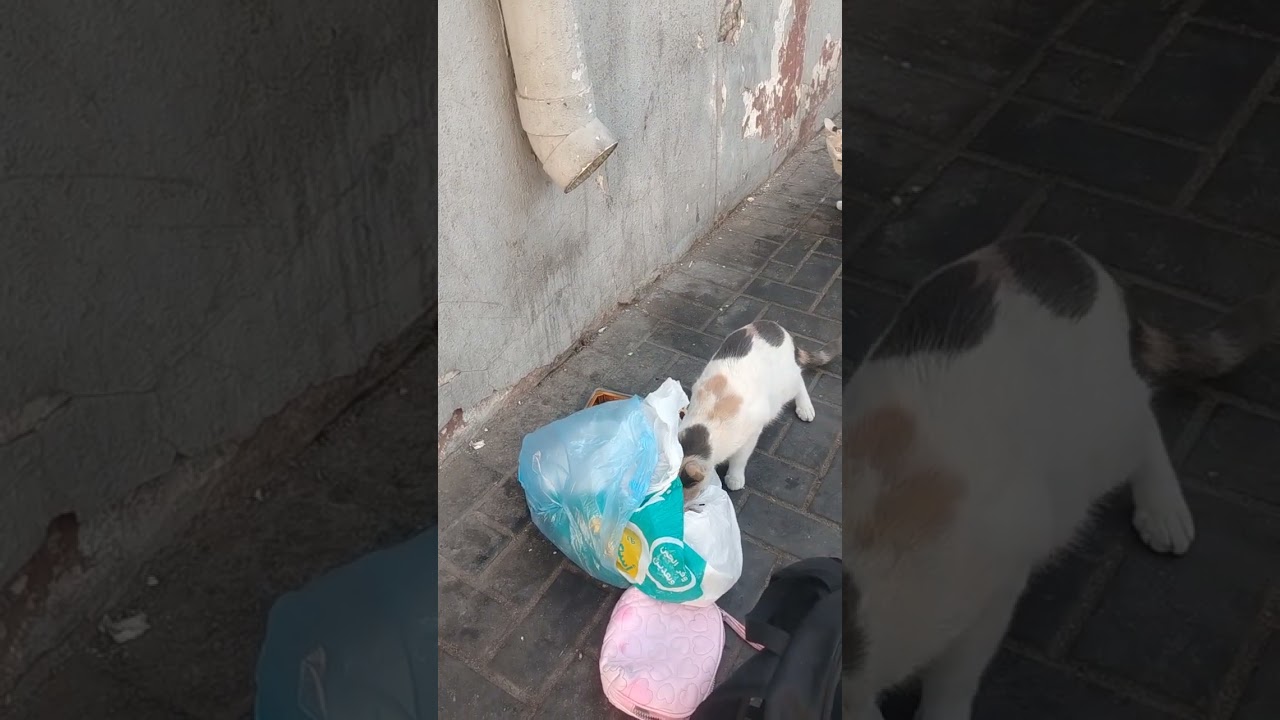 قصص قطط كل يوم لا تنهي  ان الله يسمع ويرئ 