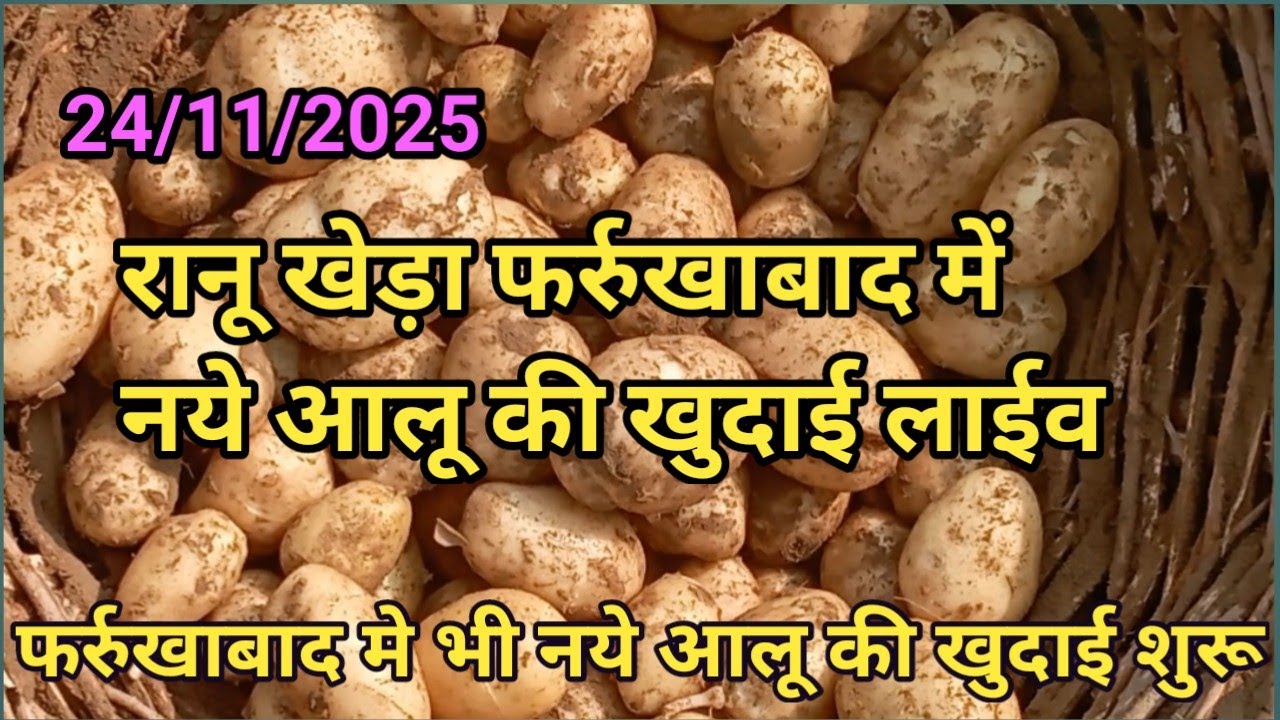फर्रुखाबाद मे भी आज से आलू की खुदाई शुरू | नया आलू हुआ तैयार | new potato price today | ytamedia