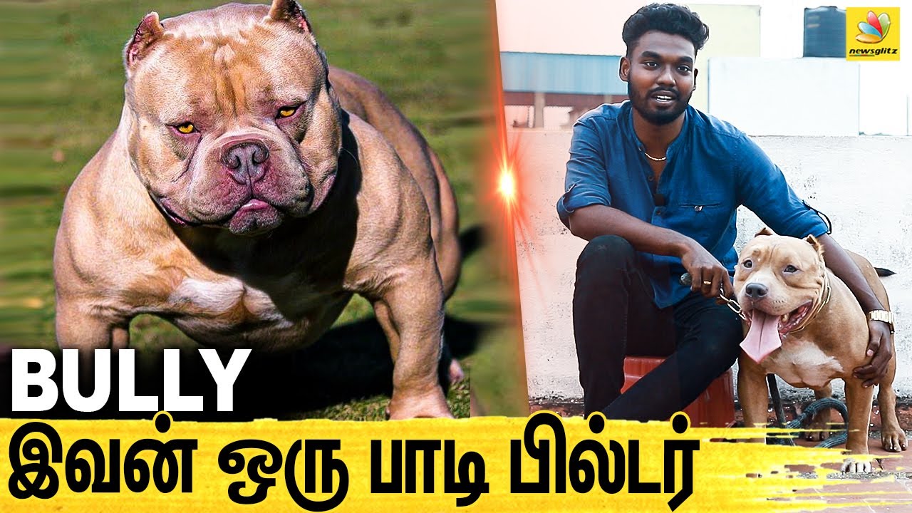AMERICAN BULLY உருவாக்கப்பட்டதுக்கு இதுதான் காரணம் ! : All About Dogs EPISODE - 9 | BULLY