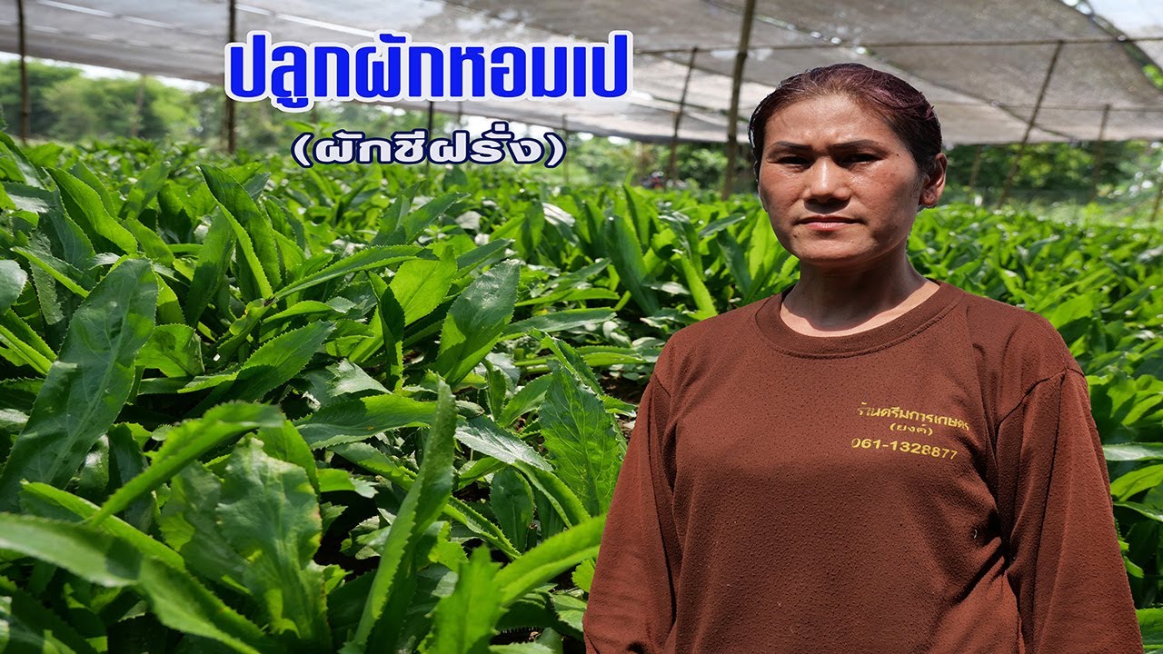 ปลูกผักหอมเป (ผักชีฝรั่ง)