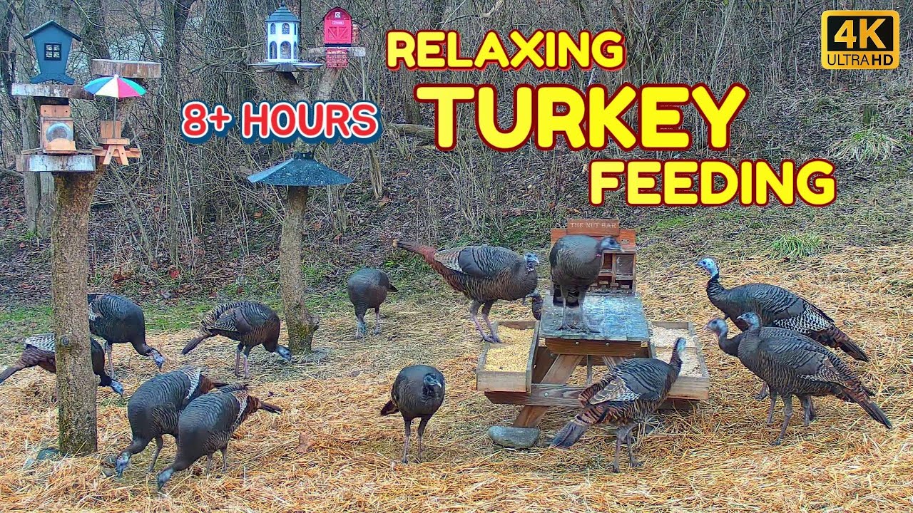 Relaxing Dog TV & Wildlife Backyard Turkeys Feeding 8+ Hours No Ads