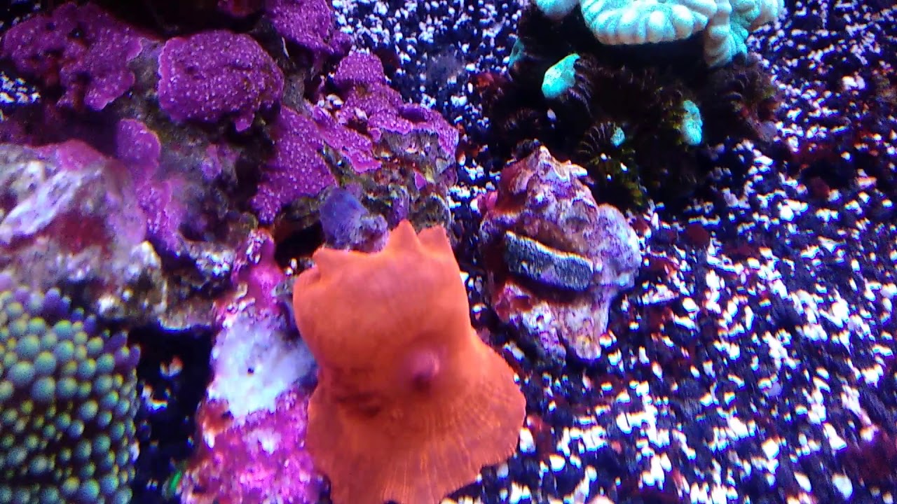 Vibrant Liquid Aquarium Cleaner after 2 3/4 months
