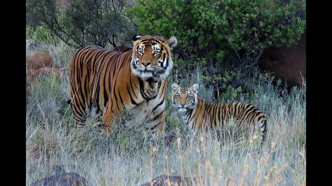 Tiger Canyon Game Reserve South Africa