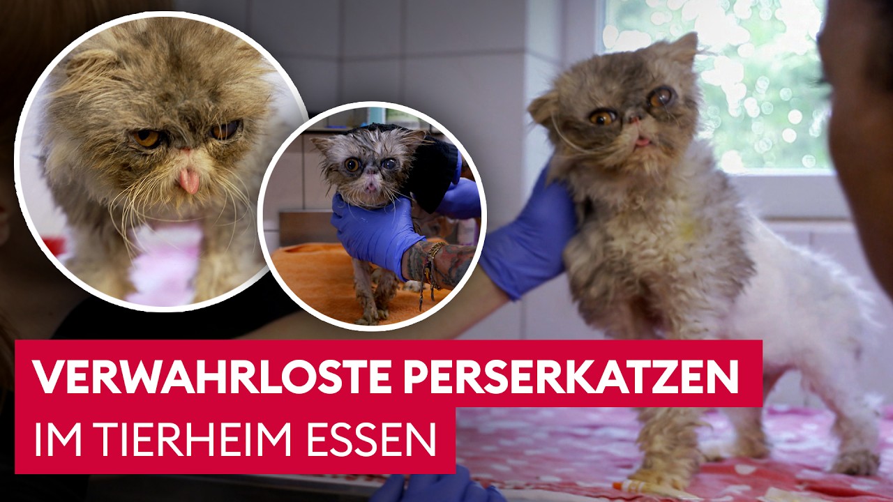 Ein Schicksal, das zu Tränen rührt 🥺 | Martin Rütters Tierheimhelden