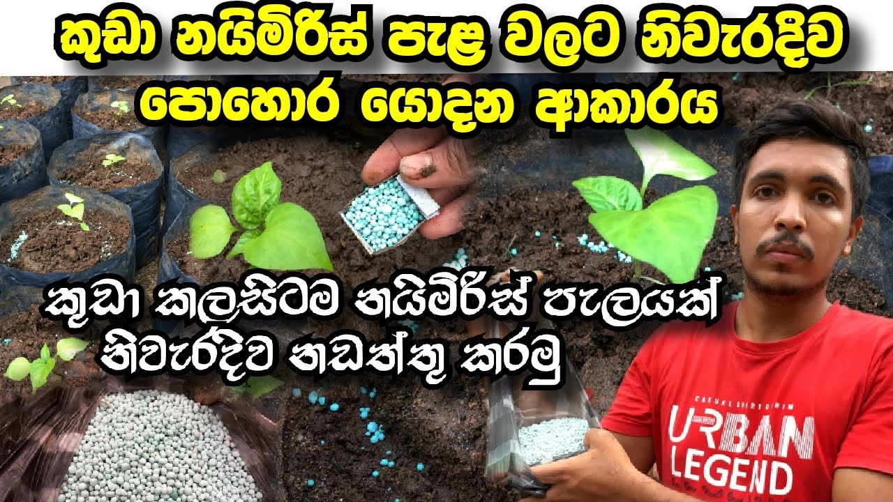කුඩා නයිමිරිස් පැළ වලට පොහොර යොදන ආකාරය | Nai miris wagawa | Scotch Bonnet | Agri Schoool