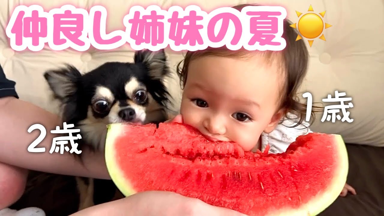夏休み☀️チワワと1歳児の1日ルーティン✨産まれてからずーっと一緒！