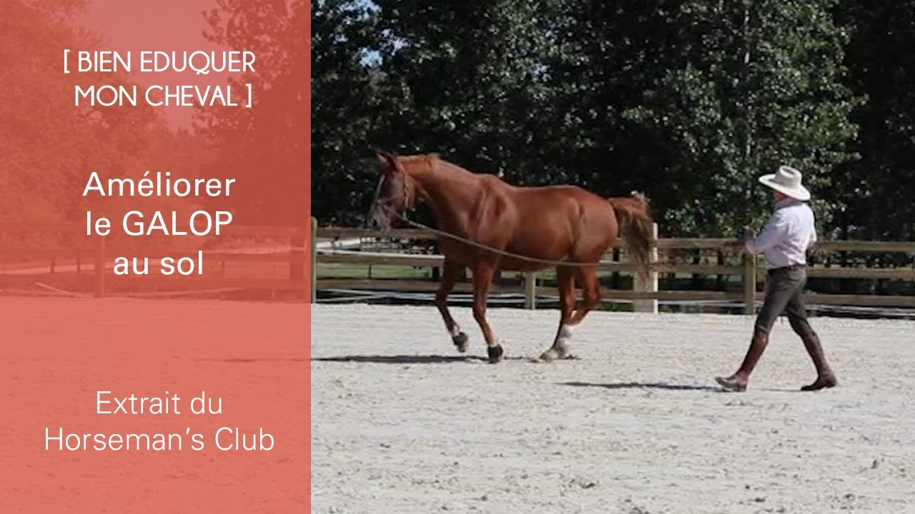 [BIEN EDUQUER] Améliorer le GALOP au sol