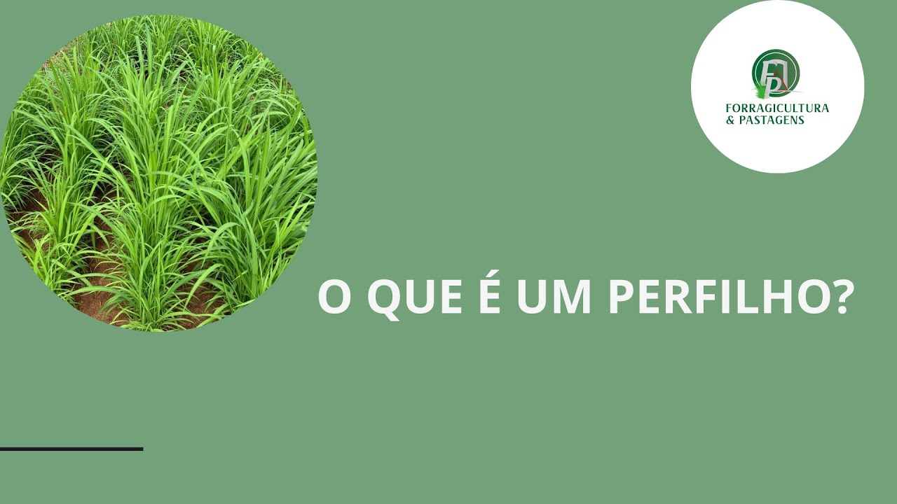 O QUE É PERFILHO? Seu pasto é um conjunto de perfilhos!
