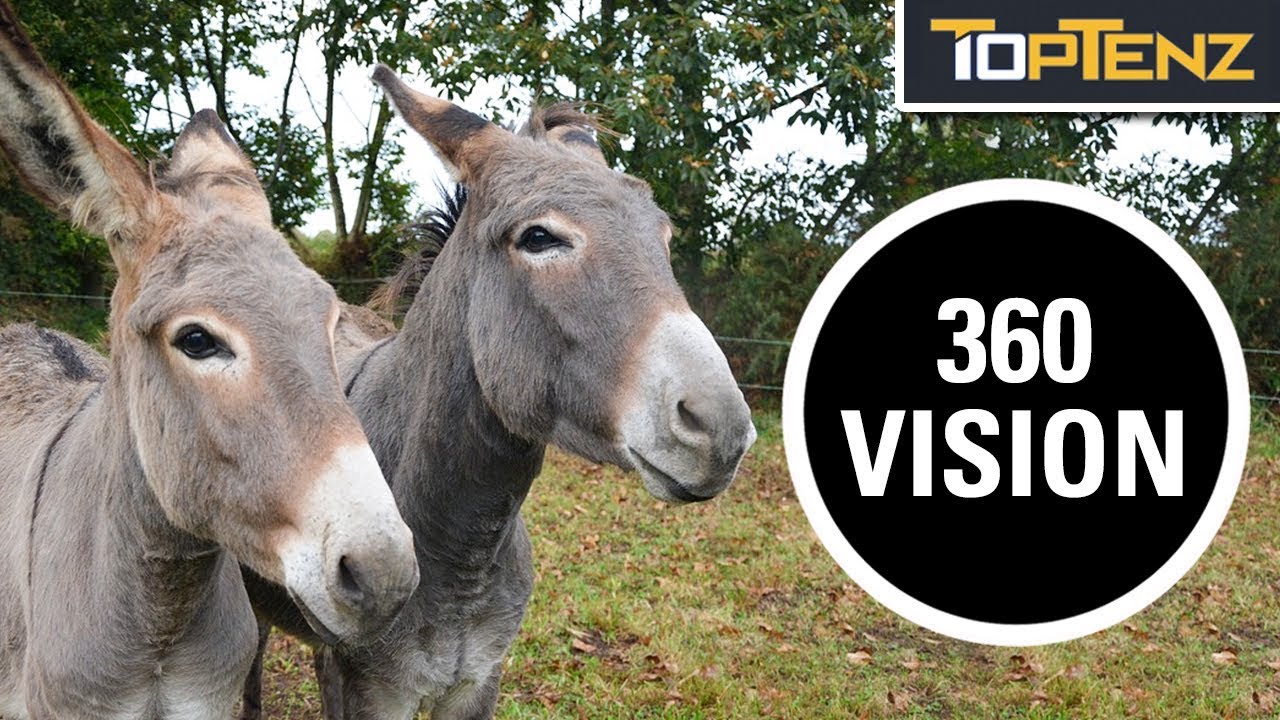10 Radically Different Ways Animals See the World