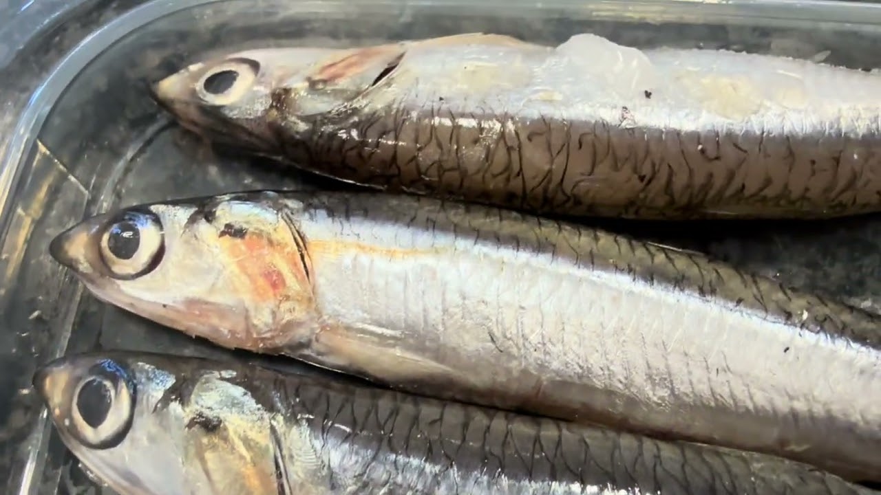 DESCONGELACION FUSION de boquerón - FUSION Defrosting of Anchovies