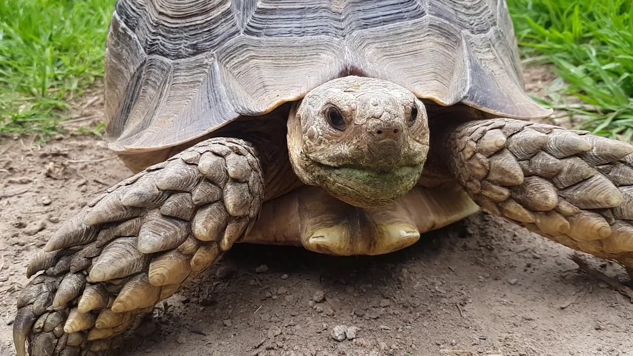MI TORTUGA QUIERE MATAR A MI IGUANA! 🐢😈🦎
