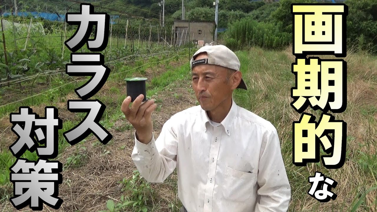 【自然農】　2022年7月3日　超簡単！画期的なカラス対策【natural farming】