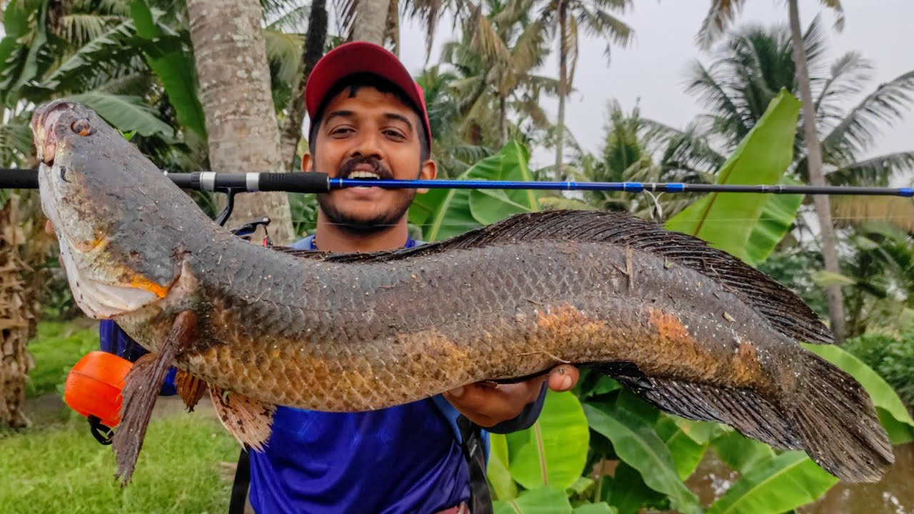 ഇത്രയും വലിയ മീനെ നിങ്ങൾ പിടിച്ചിട്ടുണ്ടോ.. 😱 | Snakehead fishing Videos | Murrel Fishing Techniques