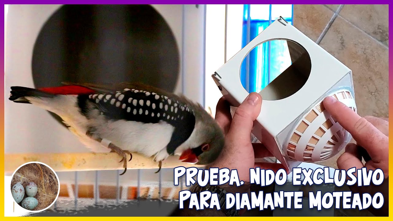 NIDO EXCLUSIVO PARA DIAMANTE MOTEADO, prueba🦜(EXCLUSIVE NEST FOR FIRETAIL)