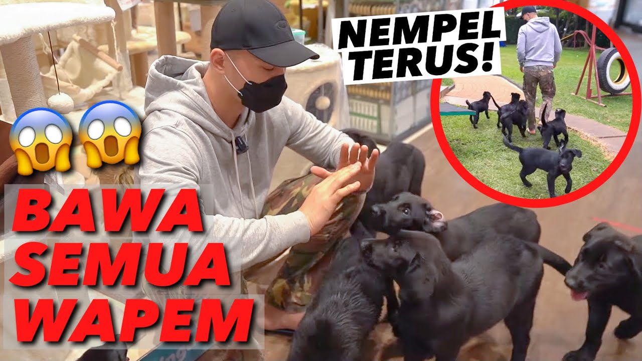 SEMUA WAPEM NGIKUTIN PAPAH KEMANA2! PINTER BGT!