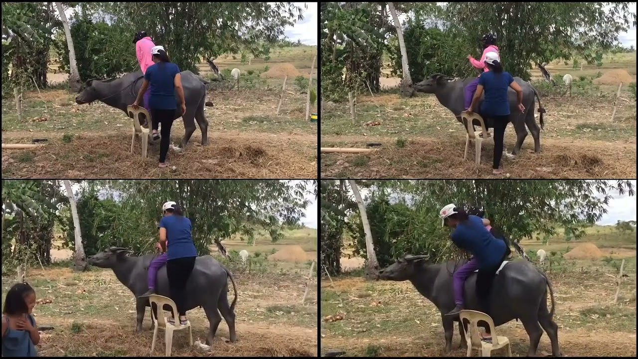 FUN RIDING CARABAO -BOHOL PHILIPPINES 
