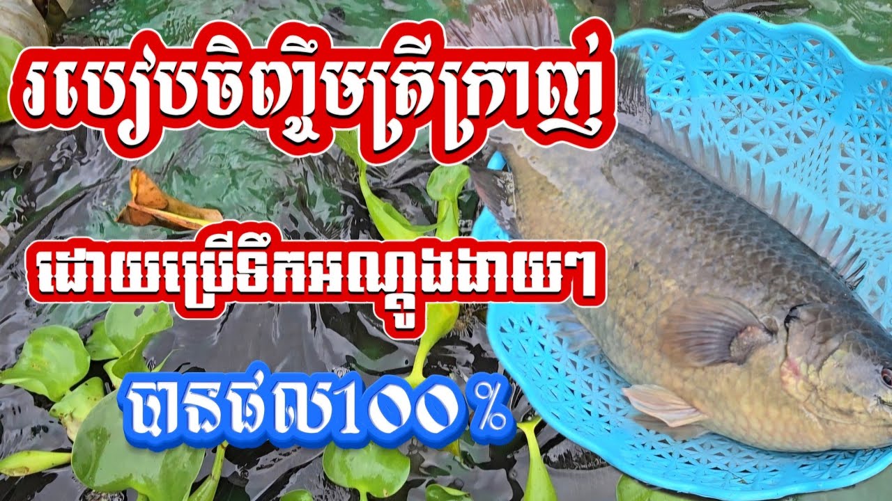 បច្ចេកទេសចិញ្ចឹមត្រីក្រាញ់ | បើចង់ចេះចិញ្ចឹមត្រីក្រាញ់បានជោគជ័យ ស្តាប់វីដេអូពីរបៀបចិញ្ចឹមនេះដល់ចប់