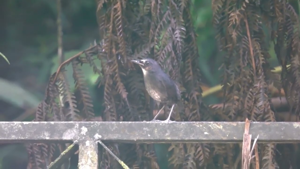 Lesser Shortwing (Male)