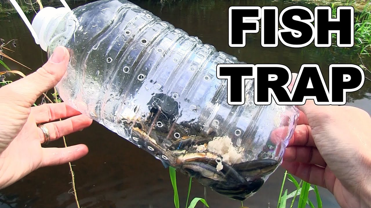 How to make a fish trap with plastic bottle - Awesome Life Hacks!