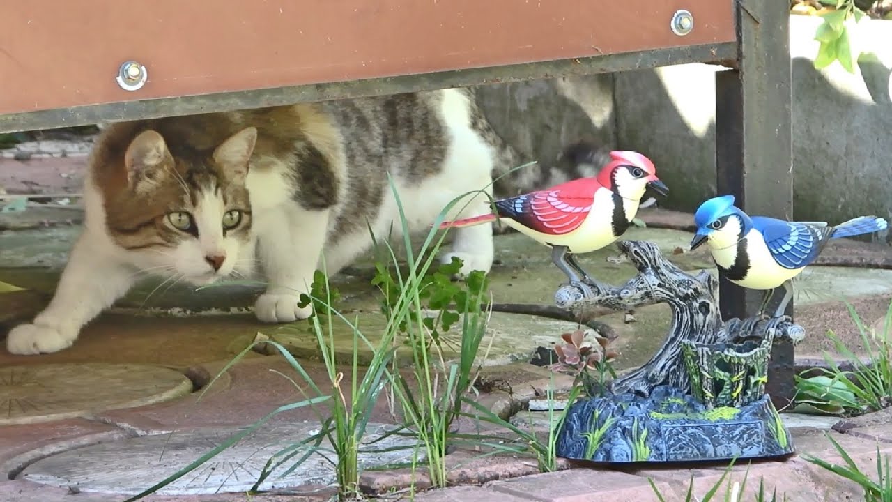 Outdoor Cats Pranked By Fake Birds !!