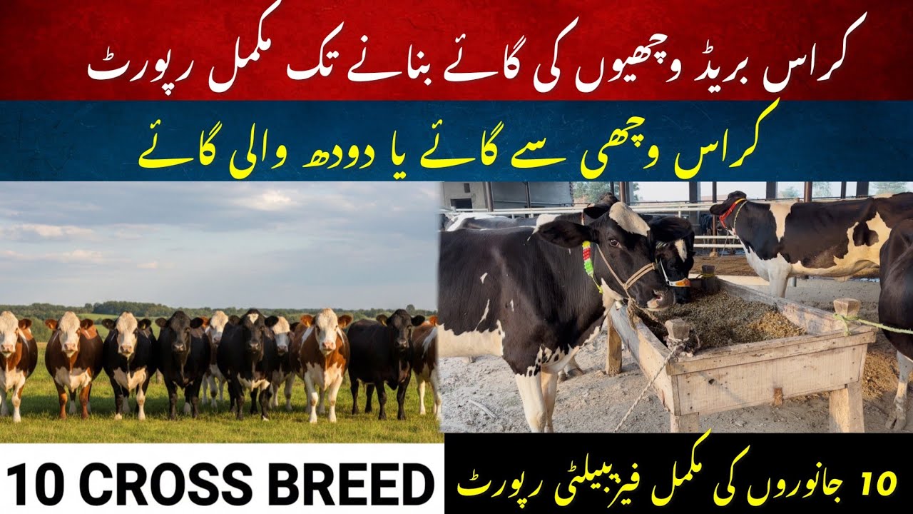 10 cross heifers say milking cow ki feasibility report II 50 lac me dairy farm bnaein