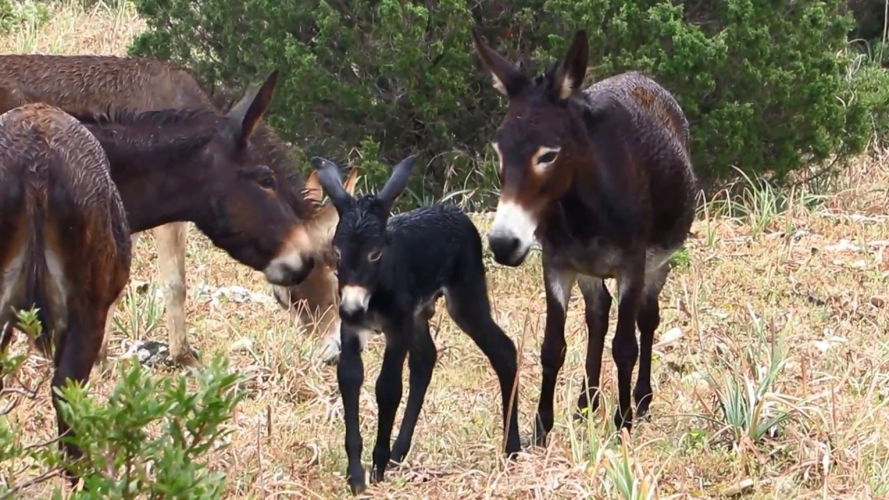 Cyprus wild donkeys (Equus asinus) &Gamma;&alpha;ϊ&delta;&omicron;ύ&rho;&iota;. - &Gamma;ά&rho;&omicron;&sigmaf; - &Kappa;&alpha;&rho;&pi;&alpha;&sigma;ί&alpha; - Cyprus