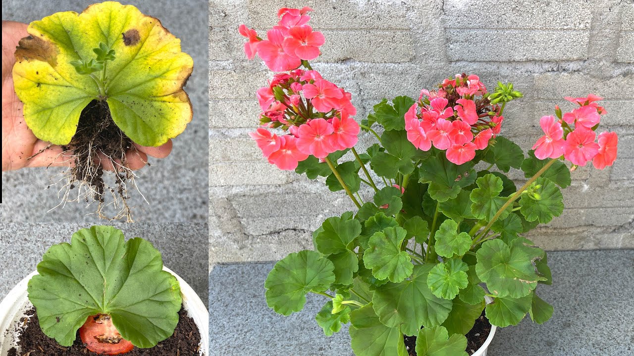 Try growing Pelargonium hortorum with leaves