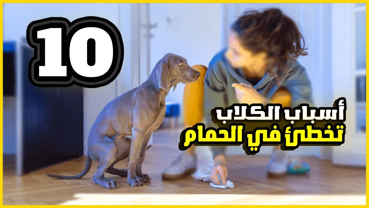 10 اخطاء من المربي في التدريب على الحمام