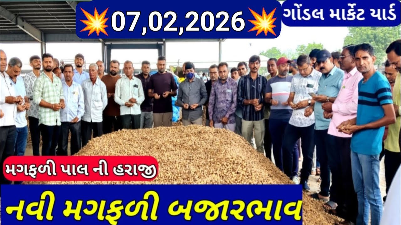 નવી મગફળીના બજાર ભાવ / ગોંડલ મગફળી ના બજાર ભાવ / આજના મગફળીના ભાવ /07,02,2026