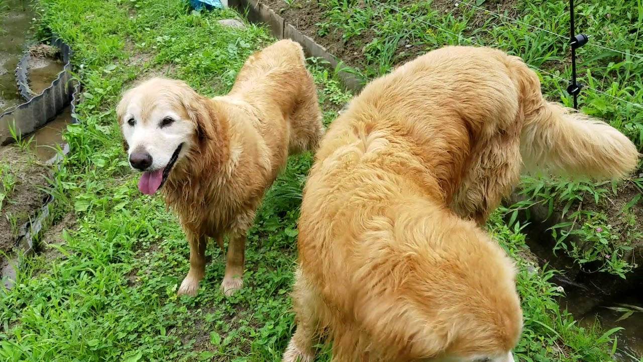 Japanese rice fields and Satoyama(village-vicinity mountain) of Golden Retriever