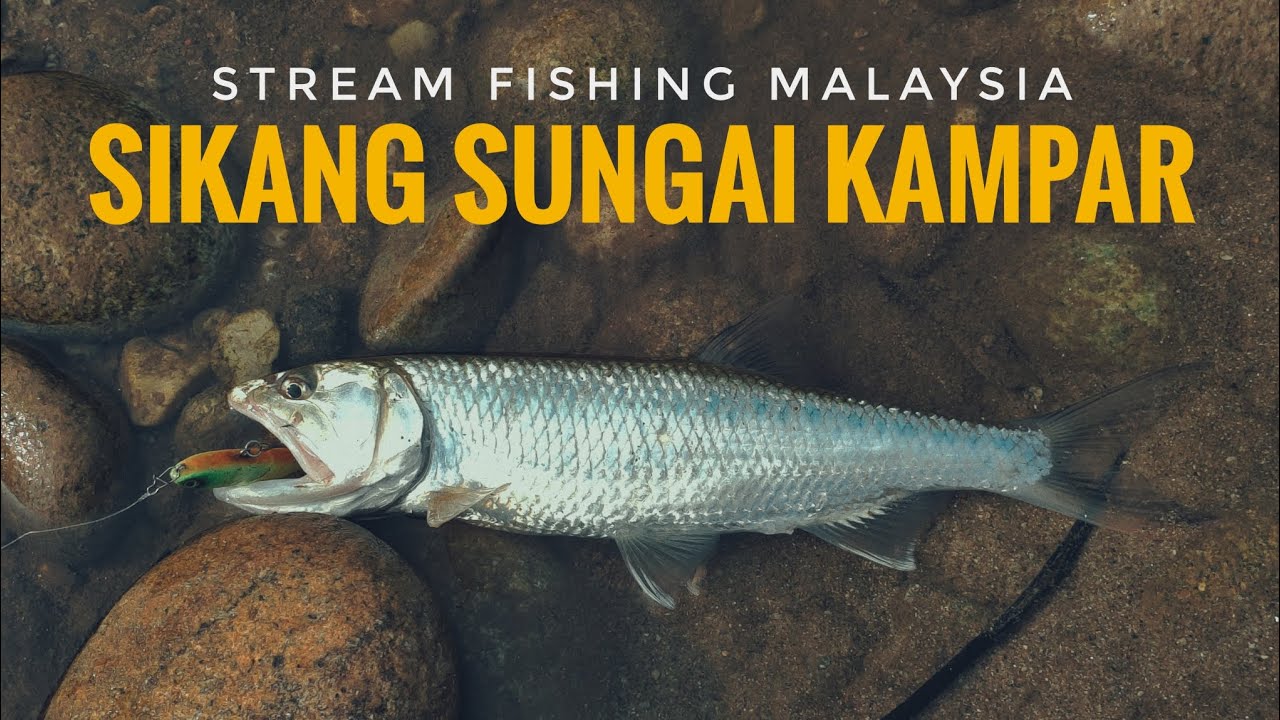 Stream Fishing Malaysia | Sikang On Topwater !