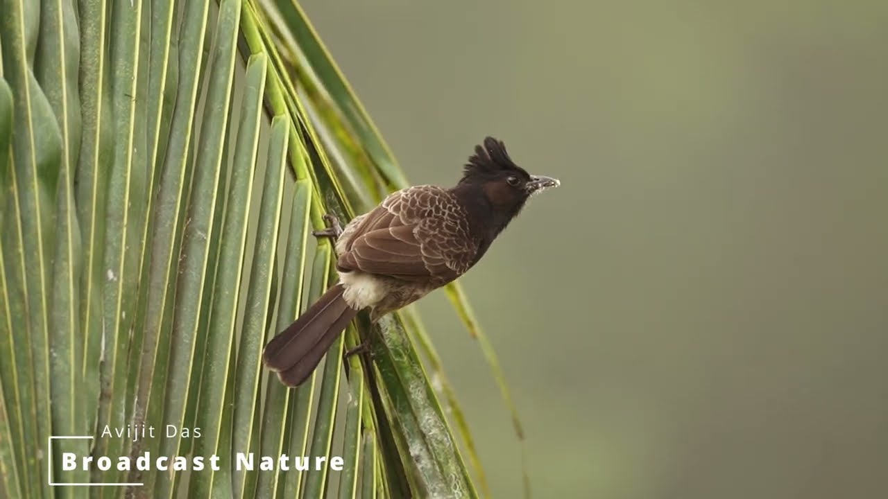 Red-vented Bulbul || The Melodious Urban Songbird || 4K