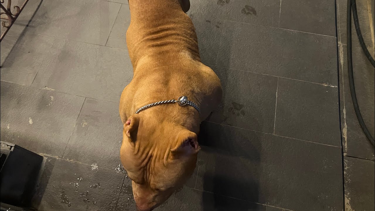 Chọn Bully XL ngắn đòn hay dài đòn ? . Bully XL 🦁 RedLion Việt Nam