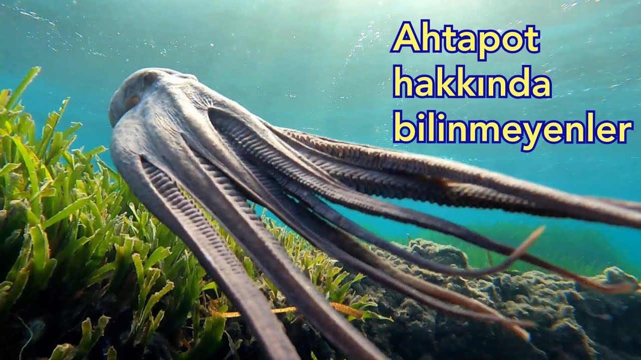 Ahtapot hakkında bilinmeyen ilgin&ccedil; bilgiler / Ahtapotların yaşamı , &ouml;zellikleri 4K