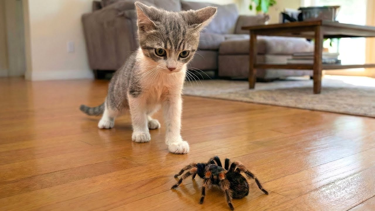 Crazy Cats vs Wild Animals 😹 | You Can’t Stop Laughing – Chaos Moments 2026