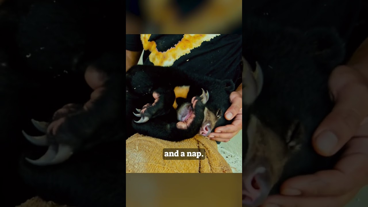 A day in the life of a rescued sun bear cub