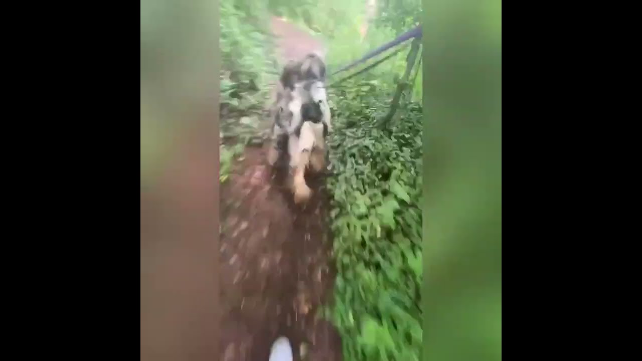 Road working 2 afghan hounds in forest of NC