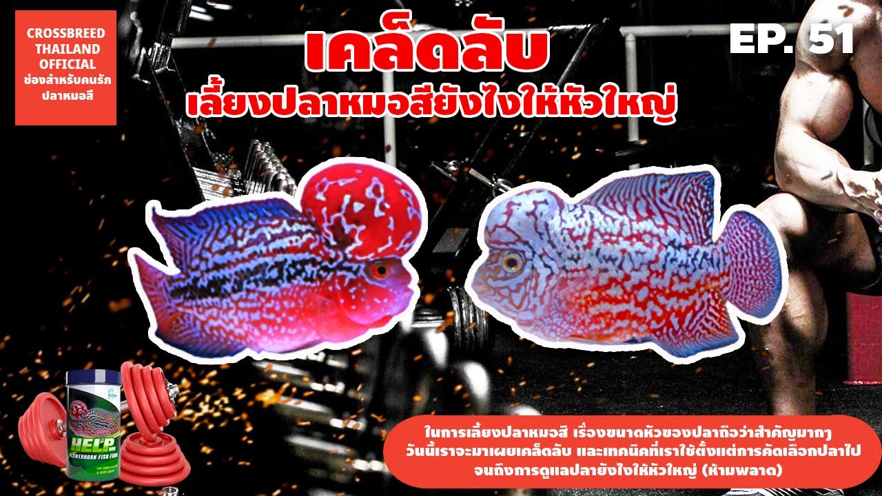 EP.51 เผยเคล็ดลับ...เลี้ยงปลาหมอสียังไงให้หัวใหญ่