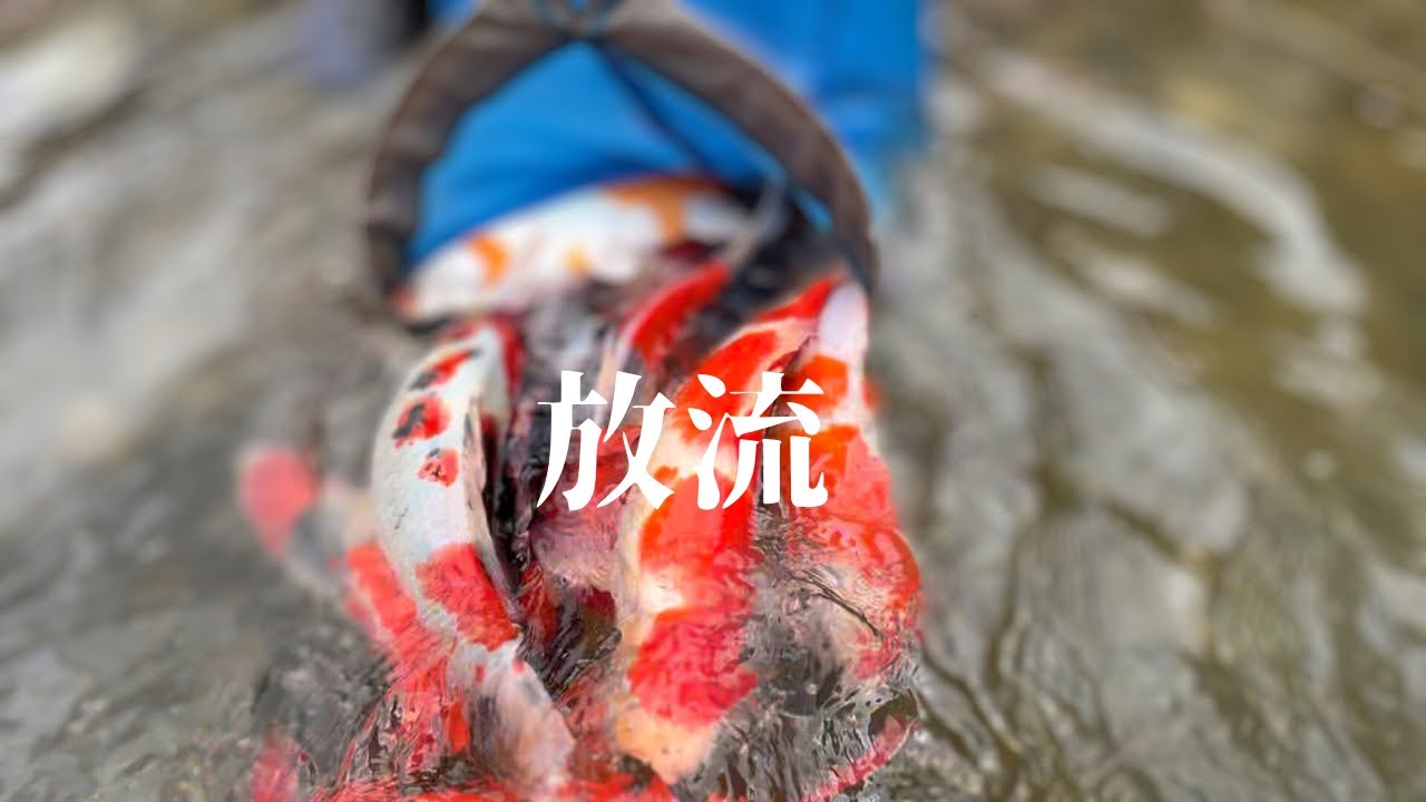 放流する錦鯉選別#塩田養鯉場 #koifish