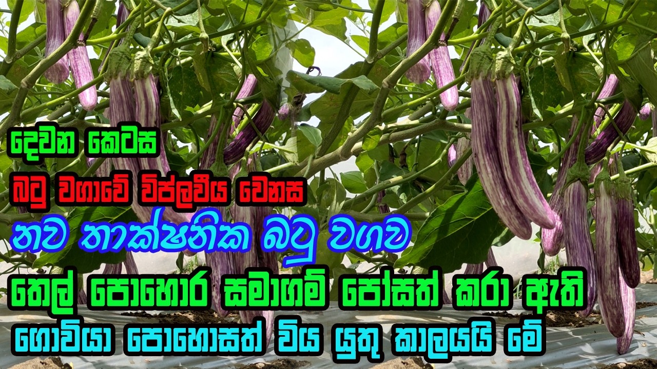 සුහුරු තාක්ෂණය බටු වගාවටත් | batu wagawa | Brinjal Cultivation | suhuru Batu wagawa