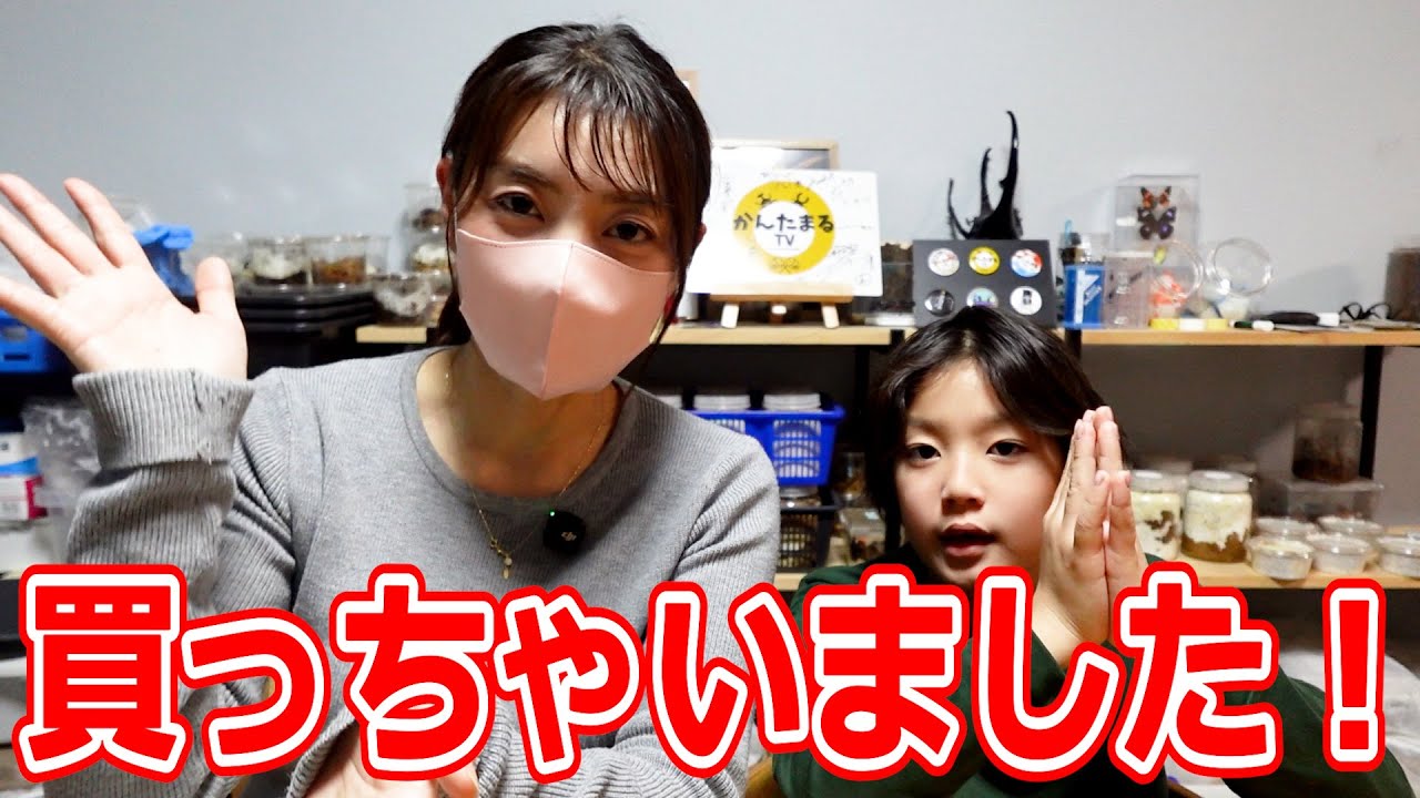 10カ月ぶりに増種した最高にかっこいいクワガタとは！？