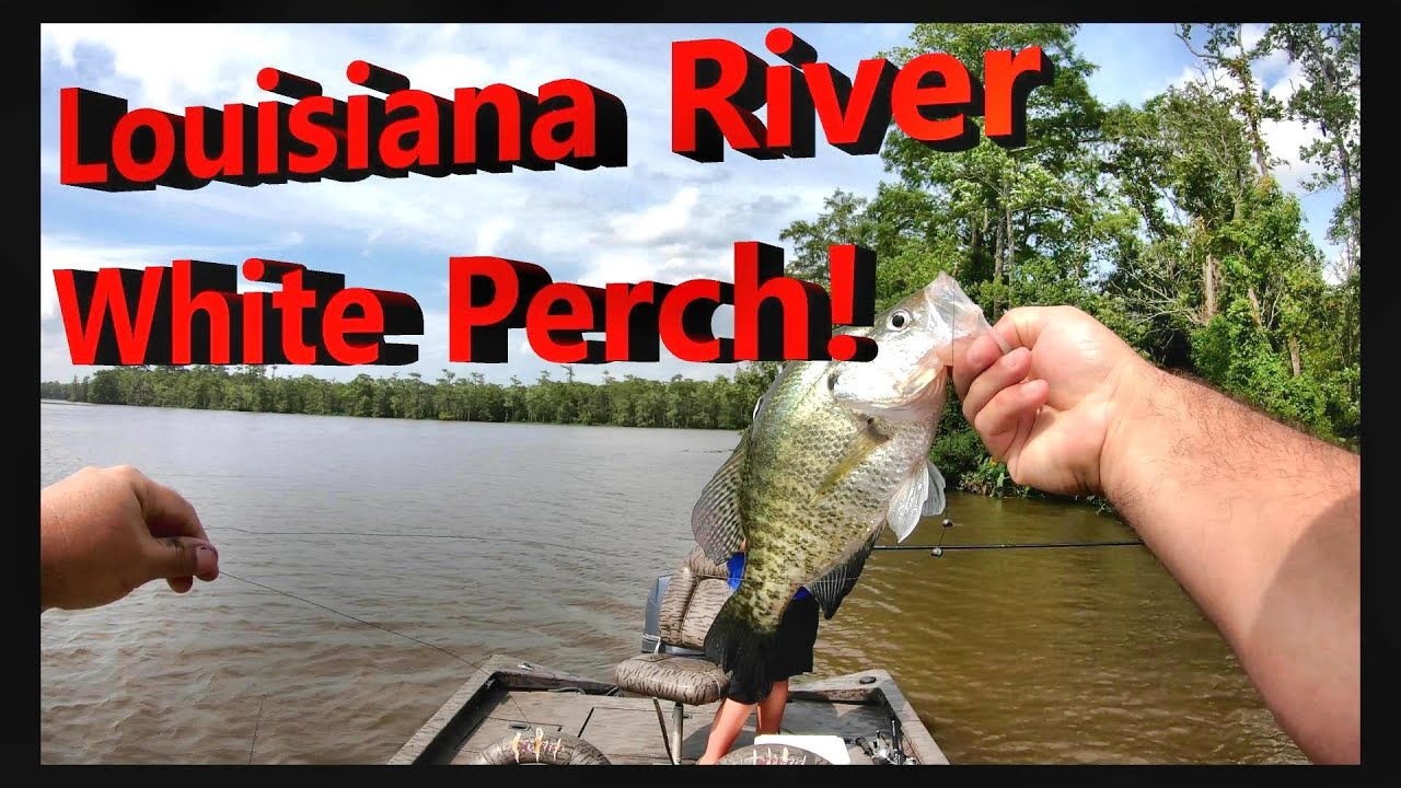 Белый окунь/краппи из реки Луизиана... Поймайте, почистите и приготовьте!