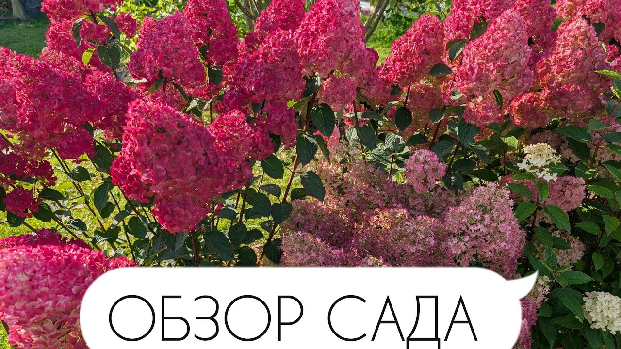 Прогулка по саду/Гортензии/Обработка хвойных от болезней и вредителей 