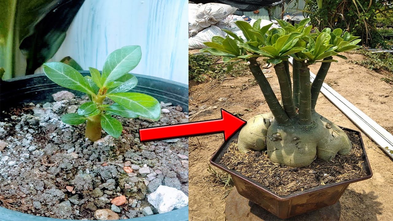 Hazle esto a tu Flor del Desierto para que esté hermosa! Como aumentar el caudex de adenium